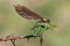 IMG_1177 Calopteryx virgo female